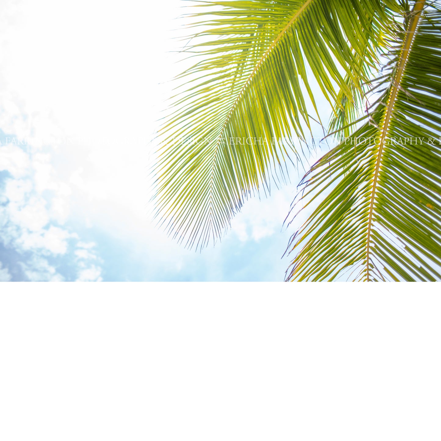 Palm Tree