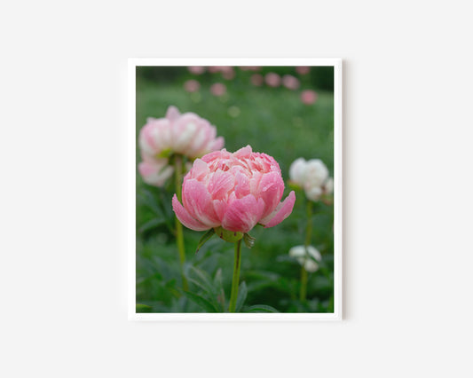 Peonies in the Rain