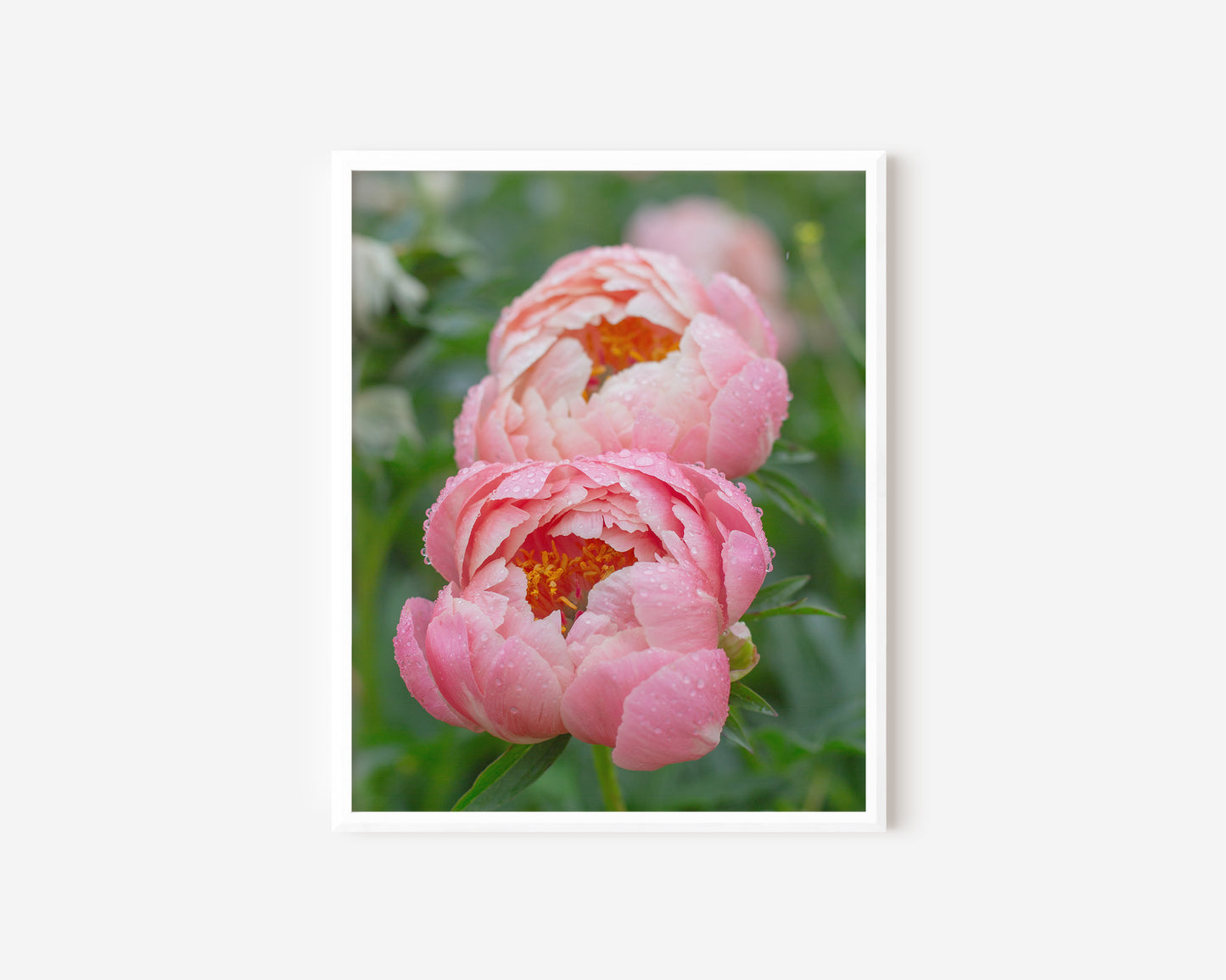 Pink Peonies