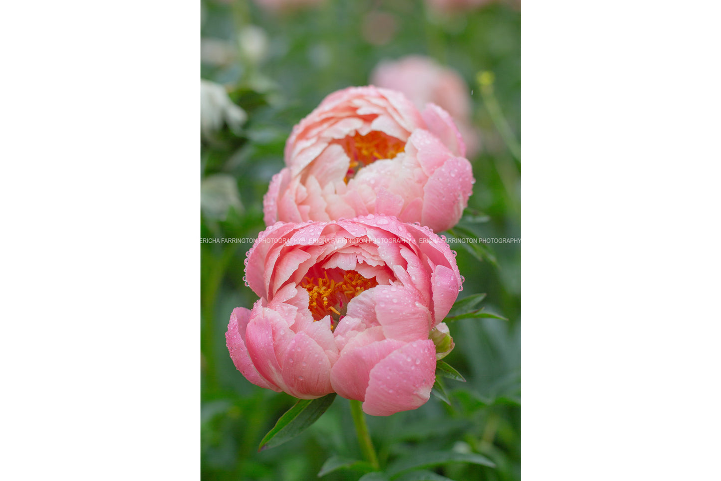 Pink Peonies