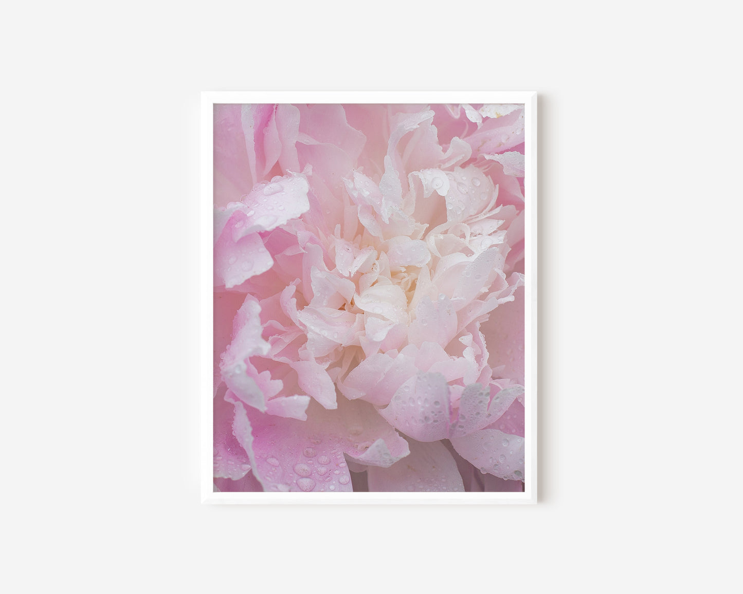 Peony Petals