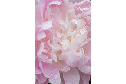 Peony Petals