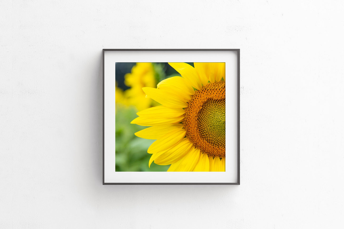 Sunflower 01