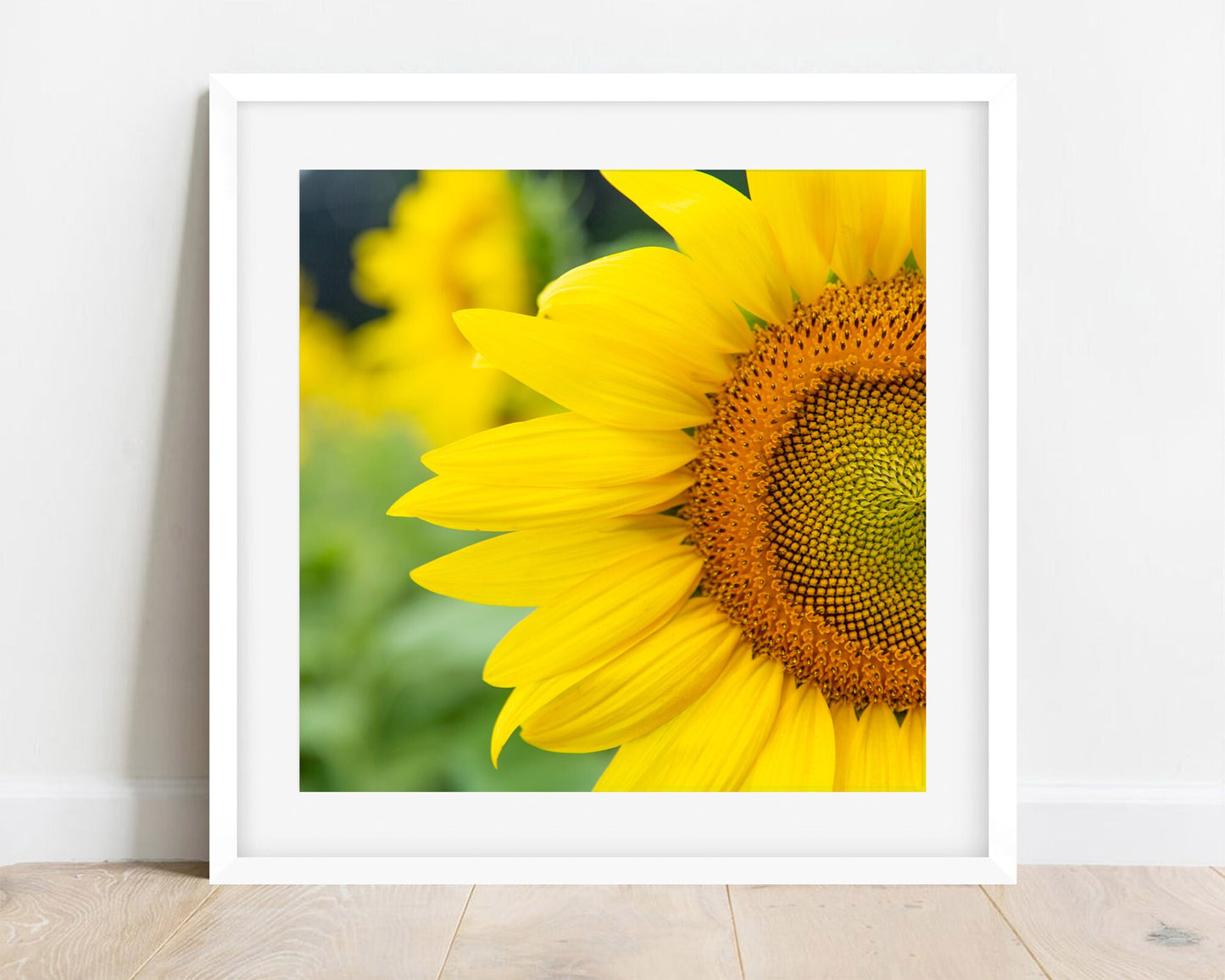 Sunflower 01