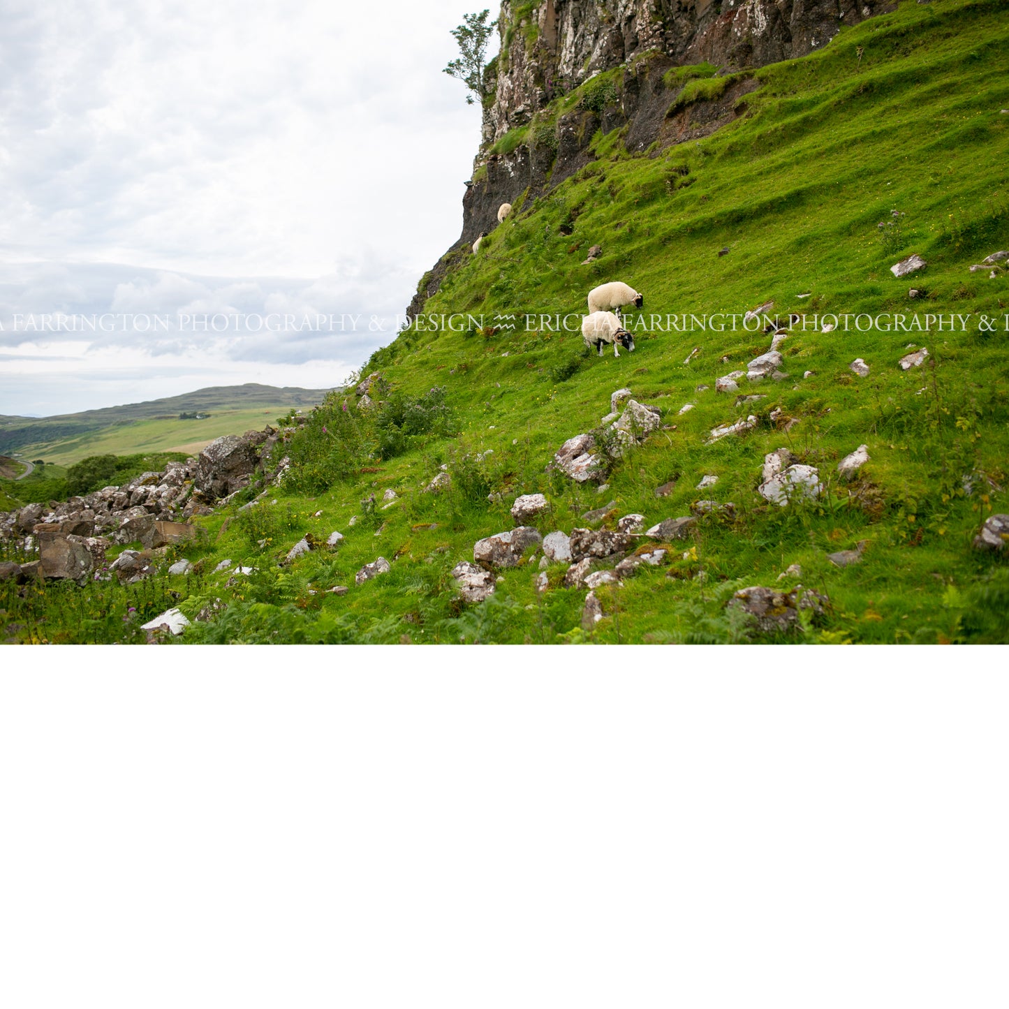Scottish Highlands Sheep